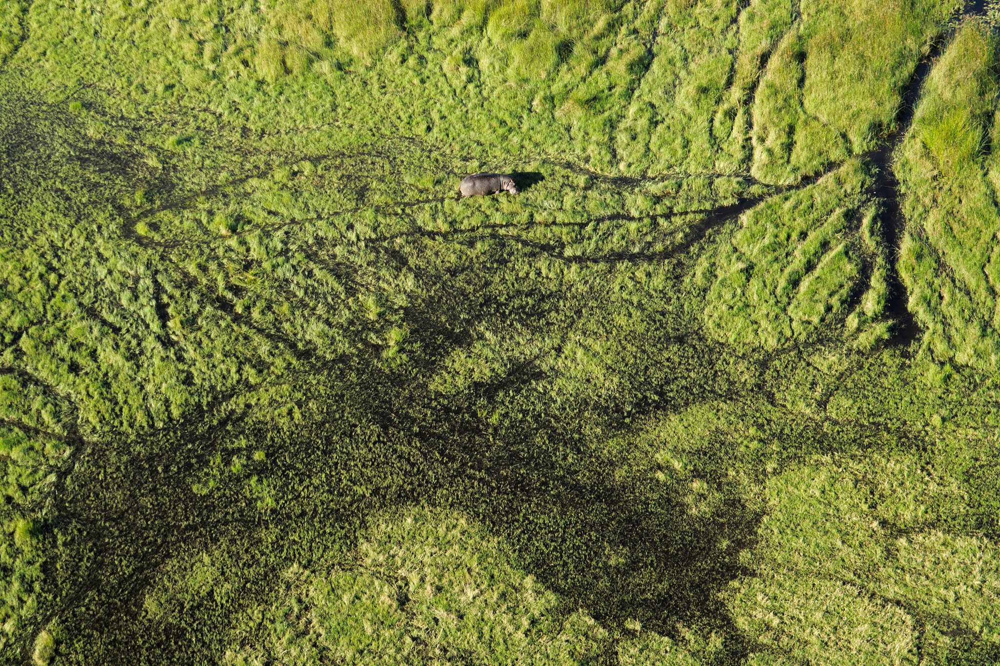 aerial-view-of-hippo-in-the-okavango-delta-AdobeStock_146586259 Aerial view of the Okavango Delta