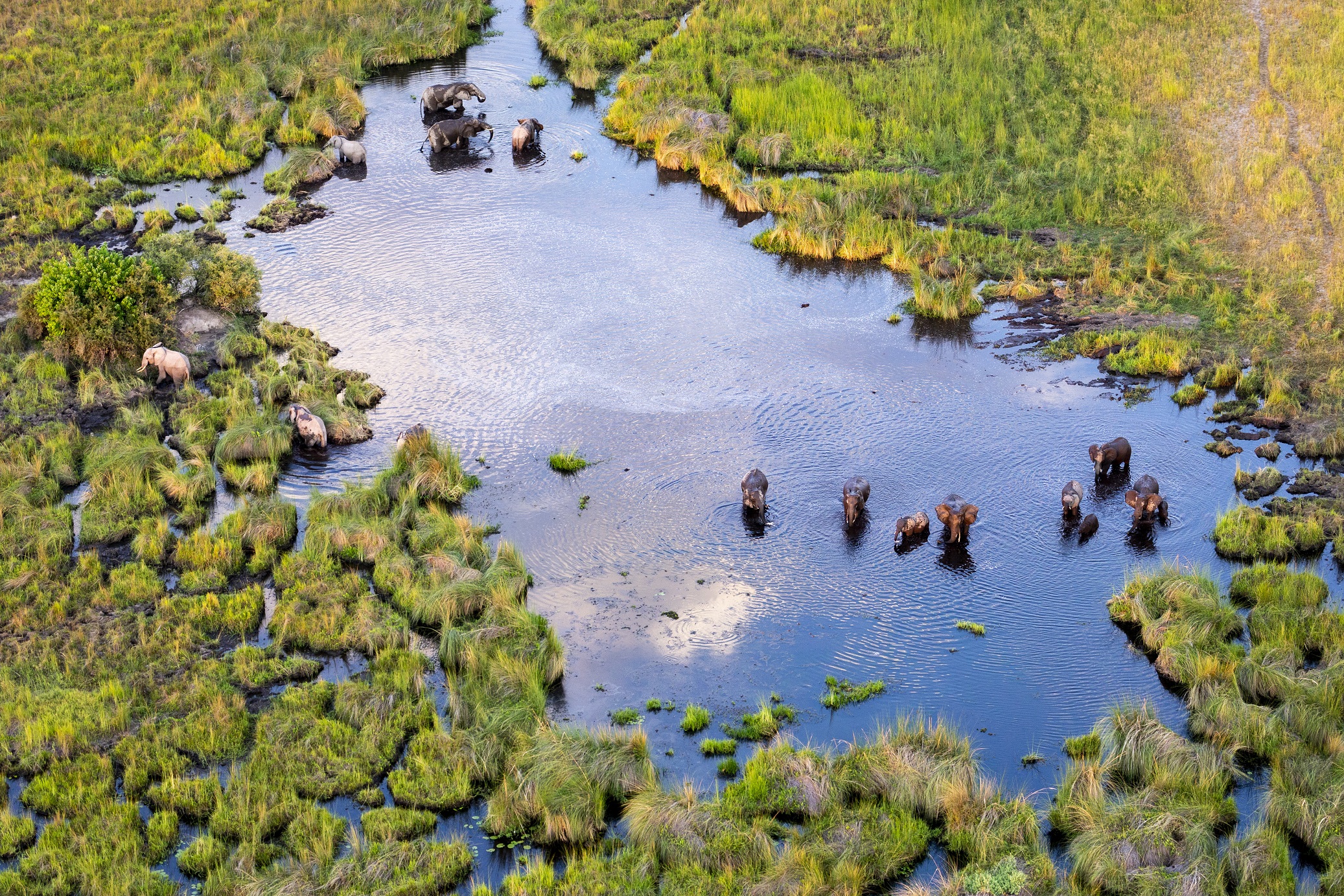 Aerial view to wild nature of Delta Okavango in Botswana. Elephants in the Okavango Delta