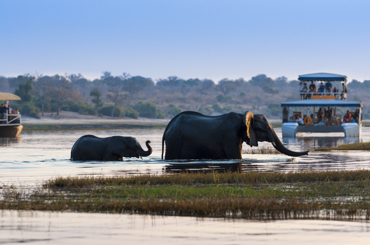african-elephant-and-its-cub-crossing-the-chobe-river-in-the-chobe-national-park-with-tourist-boats-on-the-background_146278009 Boat tours offer uninterrupted views of elephants in the Chobe River