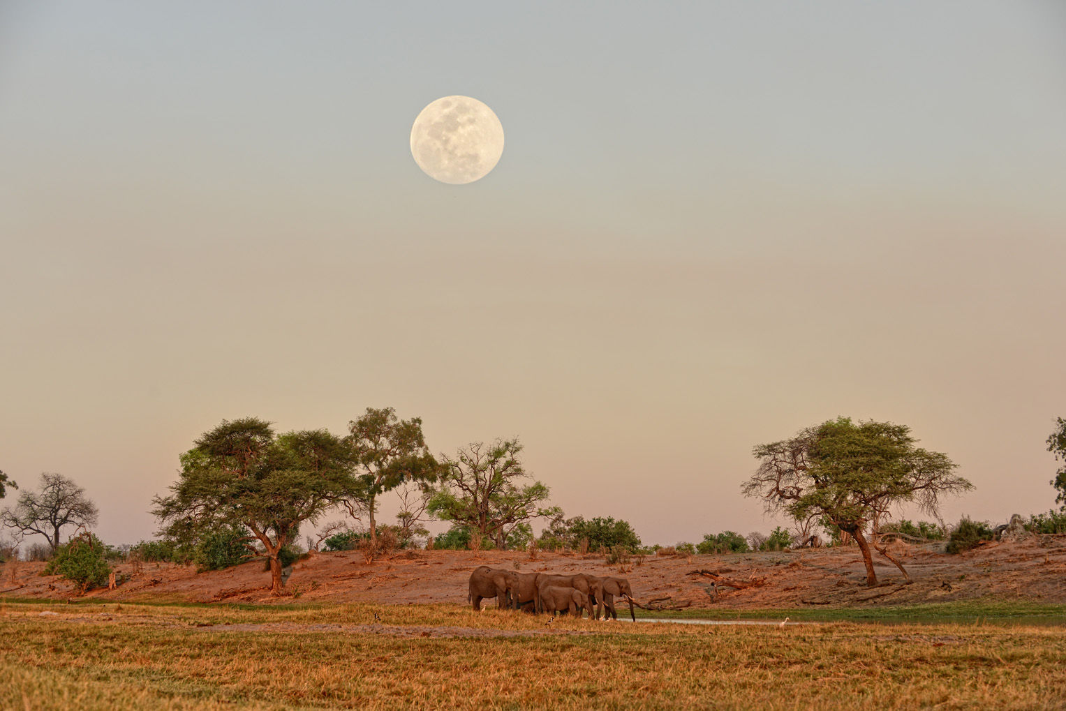 linyanti-bush-camp-wildlife-elephant-04