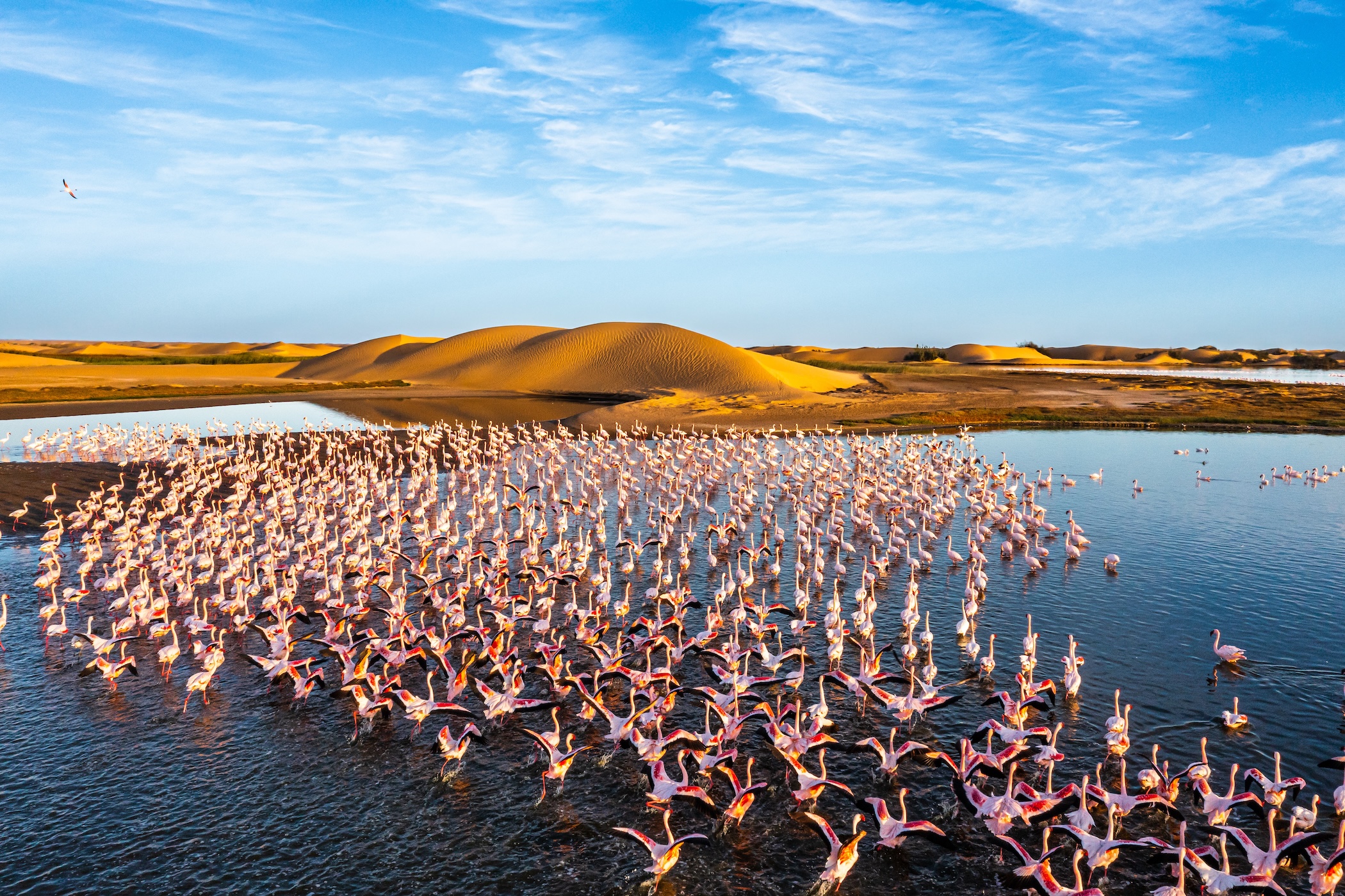 Desert scenery with saltwater lagoons full of beautiful flamingos. Namib-Nukluft National Park - Walvish Bay, Namibia Flamingos in Namibia desert lagoon - the blue mind