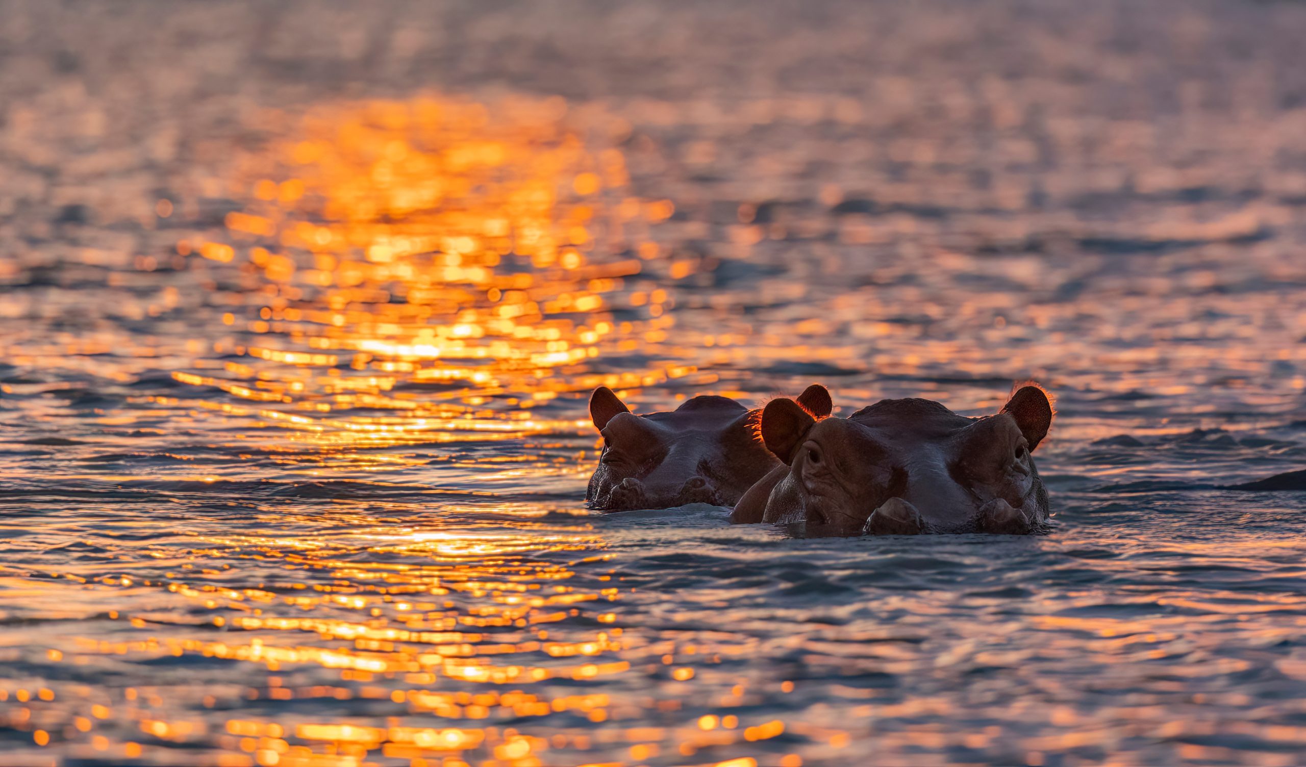 Hippos on the Rufiji River during sunset protected natural habitat in an East Africa national park Hippos on the Rufiji River during sunset protected natural habitat in an East Africa national park