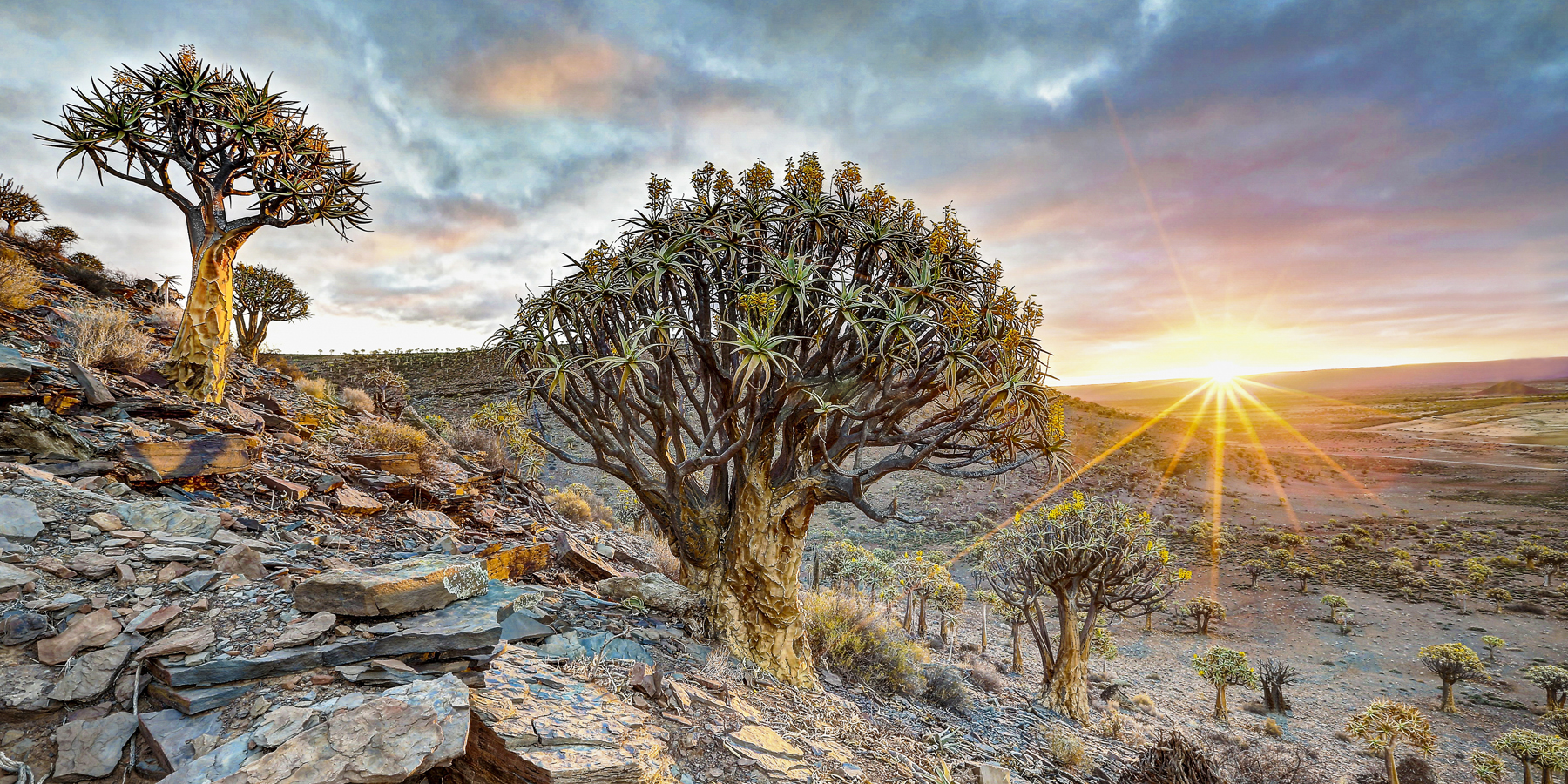 2022061094836_item_sonsondergangverklein Majestic quiver trees rise from a rocky, barren landscape as the sun sets