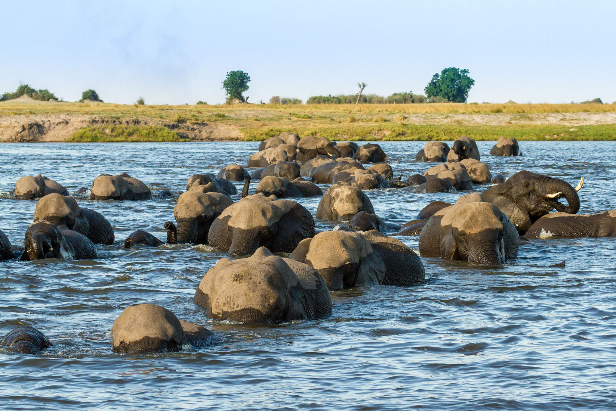 chobe-game-lodge-wildlife-elephants-01 A massive herd of elephants wades through the Chobe River, their mud-caked backs glistening in the sunlight, showcasing why this is the best time to visit Botswana for a safari.