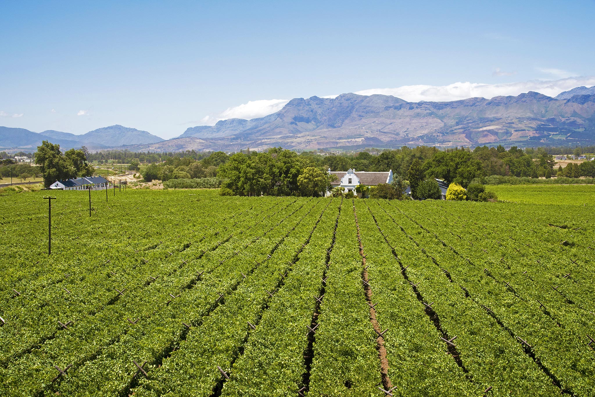 Manor House and vineyards in Paarl